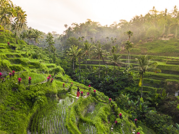 Tegalalang rice terrace