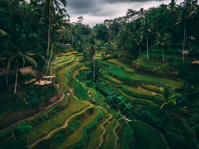 Tegalalang rice terrace