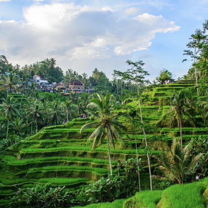 Tegallalang terraces ubud